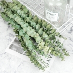 Pack X 5 Rama De Eucalipto Seca Real Hoja Ideal Decoracion - Imagen 6