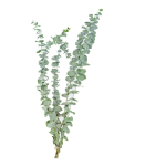 Pack X 5 Rama De Eucalipto Seca Real Hoja Ideal Decoracion