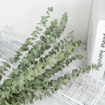 Pack X 5 Rama De Eucalipto Seca Real Hoja Ideal Decoracion - Imagen 4
